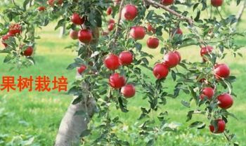 果树栽培