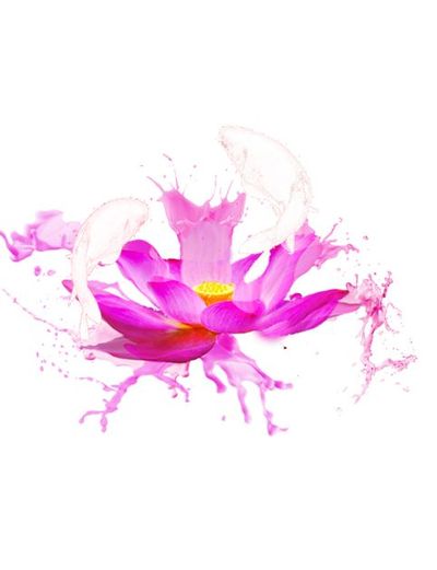 鱼戏莲
