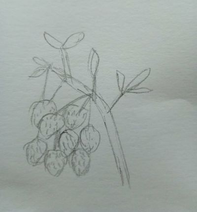 荔枝