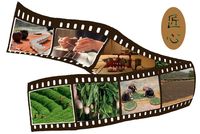 匠心制茶，品茶之魂