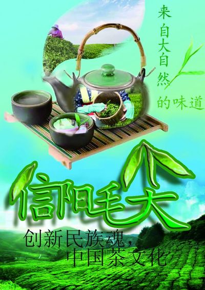 信阳毛尖