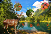 巨鹿果实