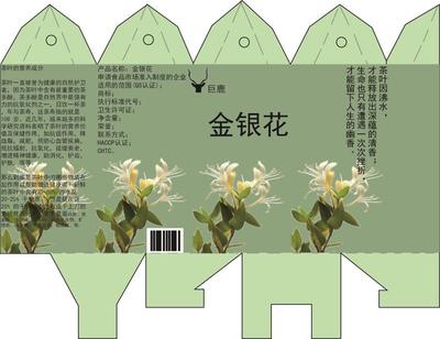 巨鹿金银花