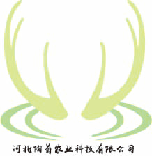 鹿