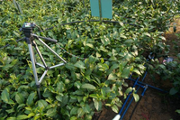 茶园水肥精量灌施系统