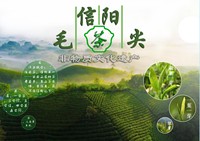 信阳毛尖
