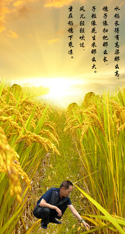 禾下乘凉梦