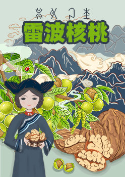 雷波核桃