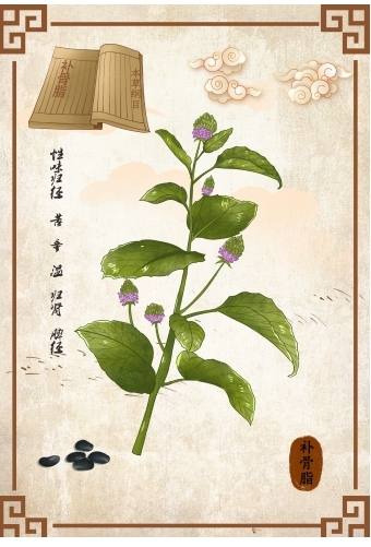 草本名片