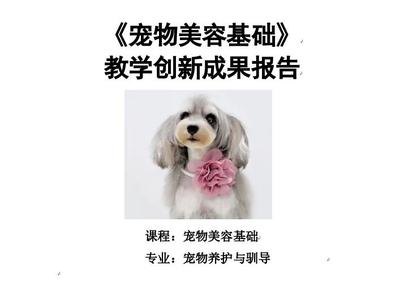 宠物美容基础